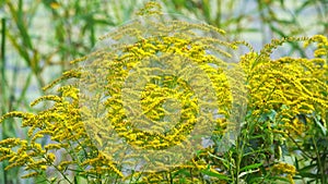 Blooming yellow ragweed swaying in wind