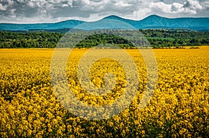 Blooming yellow rape field and mountains