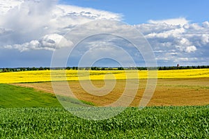 Blooming yellow rapeseed field