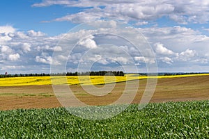 Blooming yellow rapeseed field