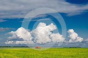 Blooming yellow rapeseed field against blue sky with clouds