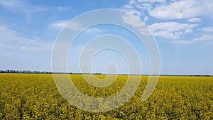 Blooming yellow rapeseed field with blue cloudless sky.