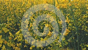 Blooming yellow rapeseed field with blue cloudless sky.