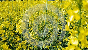 Blooming yellow rapeseed field with blue cloudless sky.