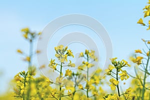 Blooming yellow rapeseed field with blue cloudless sky