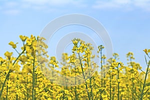 Blooming yellow rapeseed field with blue cloudless sky. Beautiful nature background.