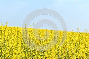 Blooming yellow rapeseed field with blue cloudless sky. Beautiful nature background.