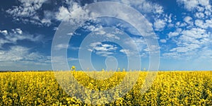 Blooming yellow rapeseed field with blue cloudless sky. Beautiful nature background.