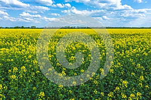 Blooming yellow rapeseed field with blue cloudless sky. Beautiful nature background