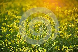 Blooming yellow rapeseed field. Plant for green energy and oil industry