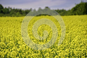 Blooming yellow rapeseed field during the summer in Collingwood, Ontario