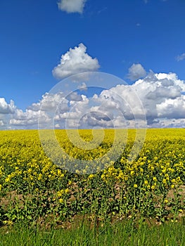 Blooming yellow rapeseed field under a bright blue sky with light white clouds