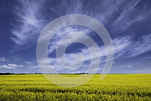 Blooming yellow rapeseed field under a dramatic sky