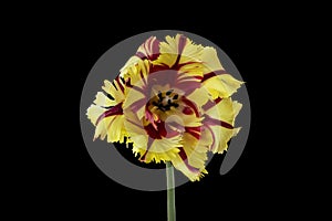 Blooming yellow and red parrot tulip blossom, isolated on black background