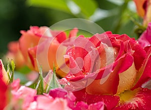 blooming yellow-red rose with water drops on a blurred background