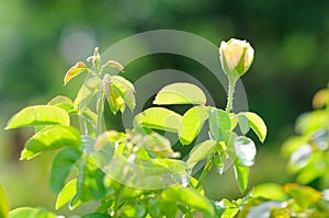 A Blooming Yellow Rose Backlighted