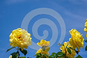 Blooming yellow rose garden with green leaves on light blue sky background on sunshine day, selective focus, Istanbul