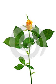 a blooming yellow rose with green leaves, isolate