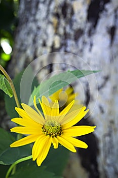 Blooming yellow rudbeckia flowers. Image of a flowering plant rudbeckia, yellow daisies. Autumn flowers in the park. Summer