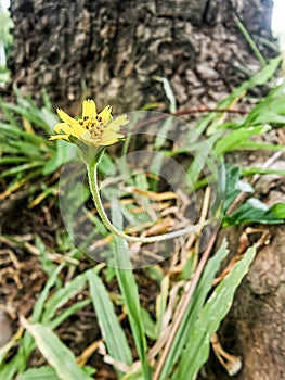 Blooming yellow Singapore Daisy flower on green lawn