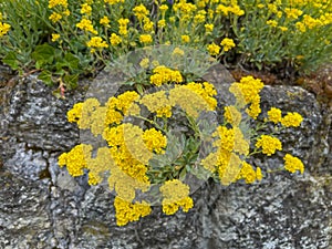 Blooming yellow springflower alyssum gmelinii in stonewall