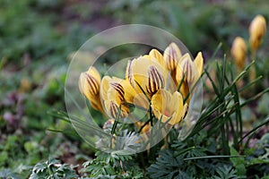 Blooming yellow striped crocuses. Crocus Chrisanthus Gipsy Girl. For seed or bulb packaging design.