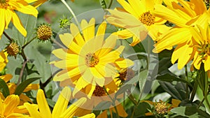 Blooming yellow sun hat blowing in the wind, flowers, Germany