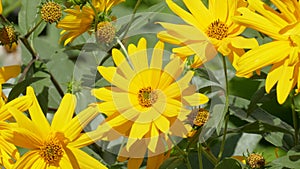 Blooming yellow sun hat blowing in the wind, flowers, Germany