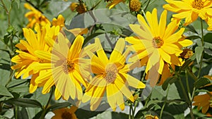 Blooming yellow sun hat blowing in the wind, flowers, Germany