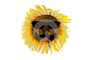 Blooming yellow sunflower with black glasses and mustache (close-up)