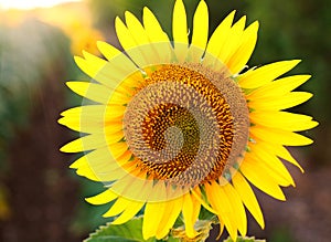 Blooming yellow sunflower closeup on background of green field