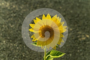 Blooming yellow sunflower flower with green leaves.