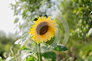 Blooming yellow sunflower in green garden