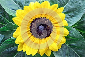 Blooming yellow sunflower with green leaf in garden