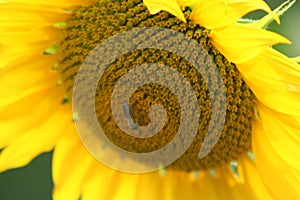 Sunflower and bee on it