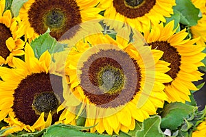 Blooming yellow sunflowers natural background