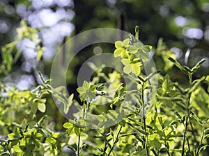 Blooming yellow tobacco, Nicotiana