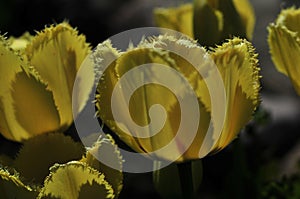 Blooming yellow tulip flower of green bright leaves.