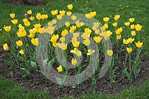 Blooming yellow tulips in the flowerbed in spring