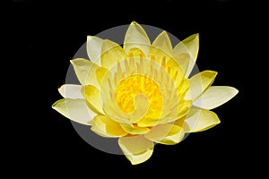 Blooming yellow water lily