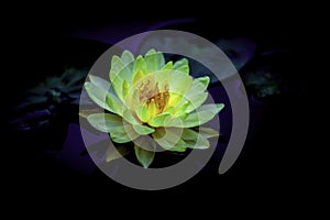 A blooming yellow water lily in the pool