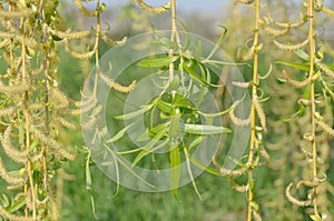 Blooming yellow willow twigs with green leaves.