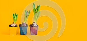 Blooming young hyacinth bulbs, first spring flowers in plastic pots on yellow background. Flower from small to large. 8 march,