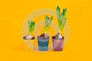 Blooming young hyacinth bulbs, first spring flowers in plastic pots on yellow background. Flower from small to large. 8 march,