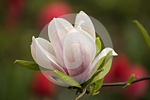 Blooming young magnolia tree in the garden