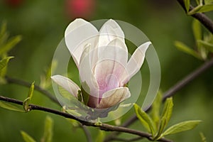 Blooming young magnolia tree in the garden