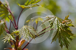 Blooming young maple leaves. The first brilliant foliage. Spring natural green background. Awakening of nature. Ecology. Unfold photo