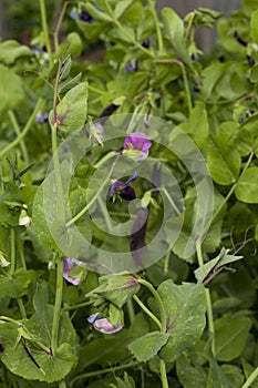 Blooming pea plants