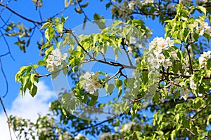 Blooming young pear tree in the spring garden.