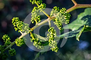 Blooming young wine grapes in a vineyard in the spring time.